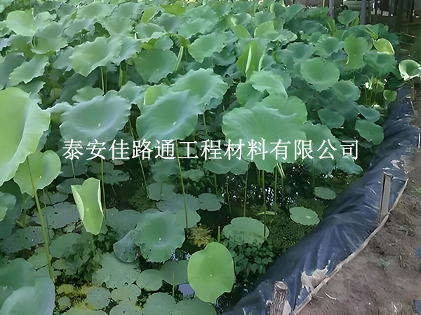 魚蝦養(yǎng)殖防滲膜坡面怎么處理？這些方法保穩(wěn)固防滲漏